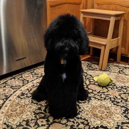 Portuguese Water Dog Puppies from Bela Vida PWDs