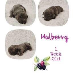 Mulberry - Blue female Weimaraner puppy in Ferrum, Virginia from LAAT Weims