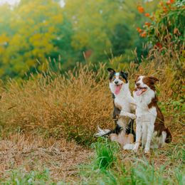 Border Collie All Grown Up from Rising Tide Border Collies
