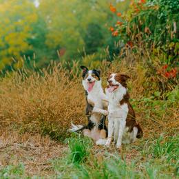 Border Collie All Grown Up from Rising Tide Border Collies