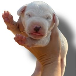 Bone - White and lemon male Dalmatian puppy in Bremen, Georgia from Clark’s Dalmatians