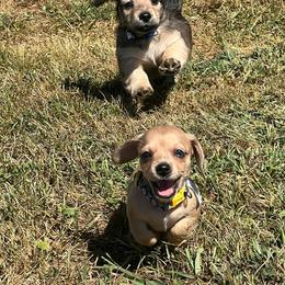 Dachshunds from KK Mini Doxies