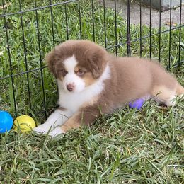 Miniature American Shepherd Puppies from Fruition Farms