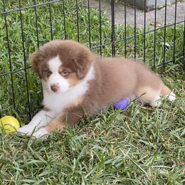 Miniature American Shepherd Puppies from Fruition Farms