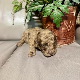 Lovey - Merle female Goldendoodle puppy in Lake City, Florida from Dream Hollow Farm