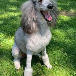 Poodles from Nana’s North Texas Poodles