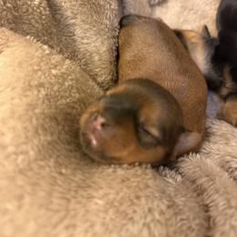 Marigold - Brindle female Shorkie puppy in Escondido, California from Yorkies of Escondido