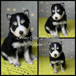 Nala - Black and white female Pomsky puppy in Rossville, Georgia from Scenic City Pomskies