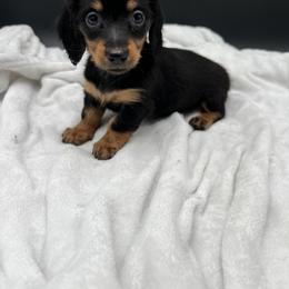 Dachshund Puppies from Golden Creek Farm