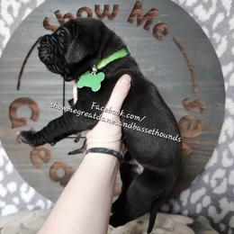 Green Collar - Black male Great Dane puppy in Alton, Illinois from Show Me Great Danes and Basset Hounds