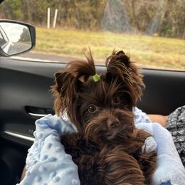 Tobi - Yorkshire Terrier