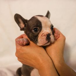 French Bulldog Puppies from For The Love of Frenchies