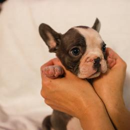 French Bulldog Puppies from For The Love of Frenchies