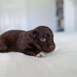 Flynn - Red tri male Miniature Australian Shepherd puppy in Pollok, Texas from Pineywoods Pups