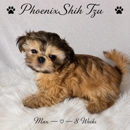 Maximus - Gold male Shih Tzu puppy in Hayden, Idaho from Phoenix Shih Tzu