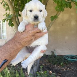 Golden Retriever Puppies from Michelle‘s English cream golden retrievers