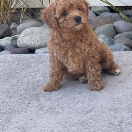 Poppi - Apricot female Poodle puppy in La Center, Washington from Sarah Lobbestael