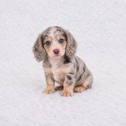 Dapple boy - Cream male Dachshund puppy in Wahiawa, Hawaii from Versatile Ohana