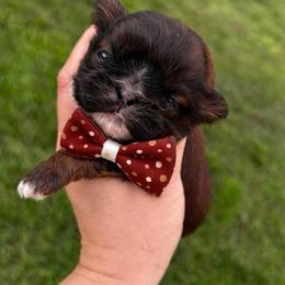 Lyric - Red male Shih Tzu puppy in Kempner, Texas from Shih Tzu Reign