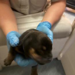 Blue boy - Black and mahogany male Rottweiler puppy in Colorado Springs, Colorado from Von Locher Rotties