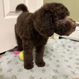 Mufasa - Brown male Poodle puppy in Troy, New Hampshire from SP Standard Poodles