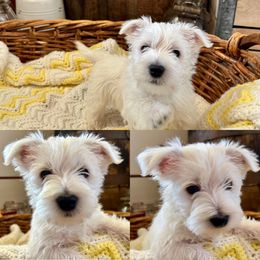 West Highland White Terrier Puppies from Butterfield's Westies