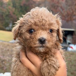 Tuffy - Apricot female Maltipoo puppy in Chattanooga, Tennessee from Joy-fur puppies