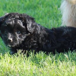 Aussiedoodles, Miniature American Shepherds, Miniature Australian Shepherds, and Toy Australian Shepherds from Concho Pearl Aussies