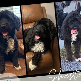 Shasta - Portuguese Water Dog