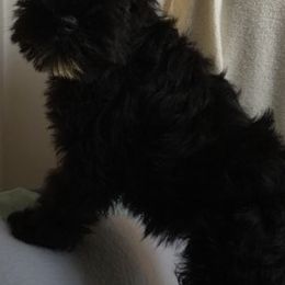 Miniature Schnauzers from Schottzie’s Miniature Schnauzers