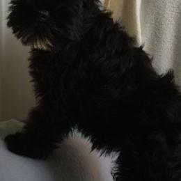 Miniature Schnauzers from Schottzie’s Miniature Schnauzers