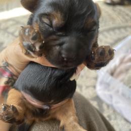 Yorkshire Terrier Puppies from Yorkie Acres (@yorkie_2_life)