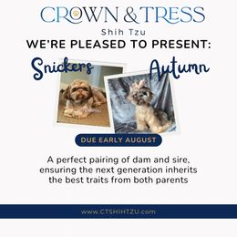 Shih Tzu puppies from Crown & Tress Shih Tzu