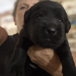 Boots - Black male Labrador Retriever puppy in Dixon, California from Rosslyn Labradors (Rose-Line)