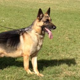 German Shepherds from Rick's German Shepherds