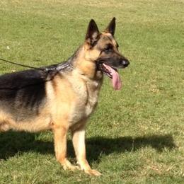 German Shepherds from Rick's German Shepherds