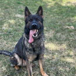 Rip - German Shepherd
