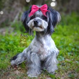 Zuzu - Silver female Havanese puppy in Barren Springs, Virginia from Seeking Shalom Acres Maltese, Maltipoos & Havamalts