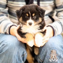 Etta James - Black tri female Miniature Australian Shepherd puppy in Hearne, Texas from Wigglebutts Unlimited