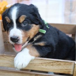 Clover (Green Bow) - Tri-color female Bernese Mountain Dog puppy in Middlesex, North Carolina from Willow Springs Doodles & Berners