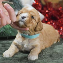 Myla - Red female Cavapoo puppy in Honey Brook, Pennsylvania from Stoltzfus Family Puppies (license number 18844)
