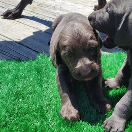 Weimaraner Puppies from L&M Weimaraners