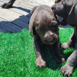 Weimaraner Puppies from L&M Weimaraners