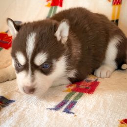 Ginger - Red and white female Siberian Husky puppy in Grant City, Missouri from Timberline Paws