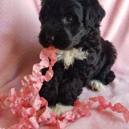 Portuguese Water Dog Puppies from Prized Family Porties