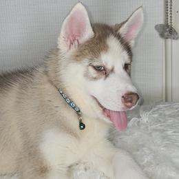 Siberian Husky Puppies from Springfield Huskies