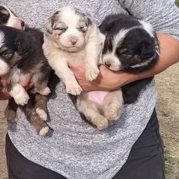 Australian Shepherd Puppies from Wild Souls Australian Shepherds