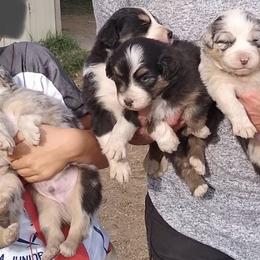 Australian Shepherd Puppies from Wild Souls Australian Shepherds