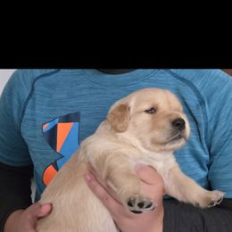 Golden Retriever Puppies from Mount Hood Golden Retrievers
