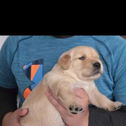 Golden Retriever Puppies from Mount Hood Golden Retrievers
